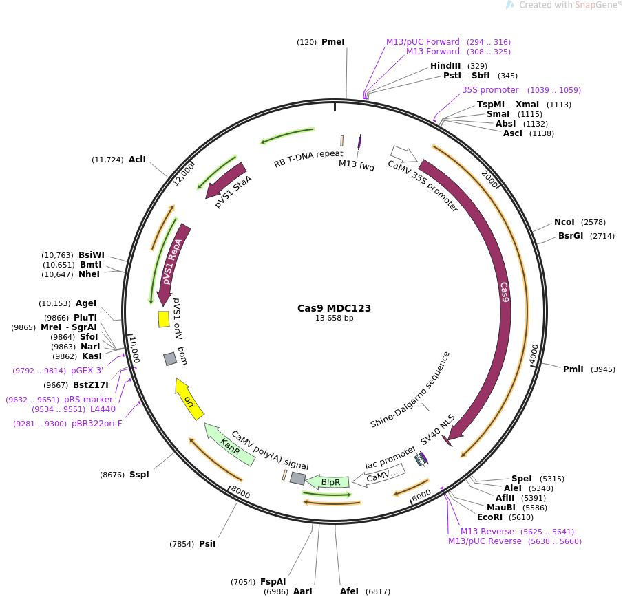 Cas9 MDC123质粒图谱